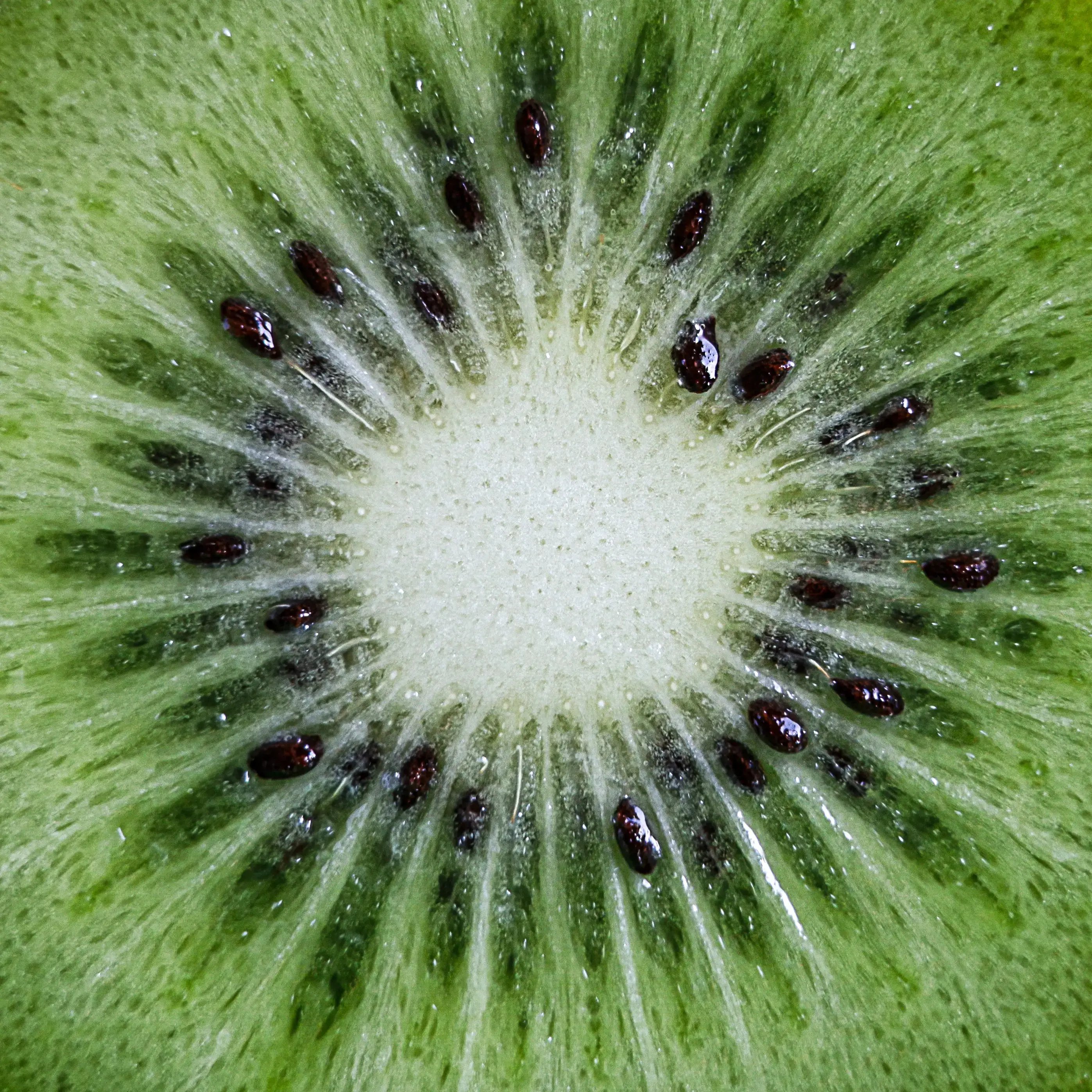 Gilmours Kiwifruit image - WebP
