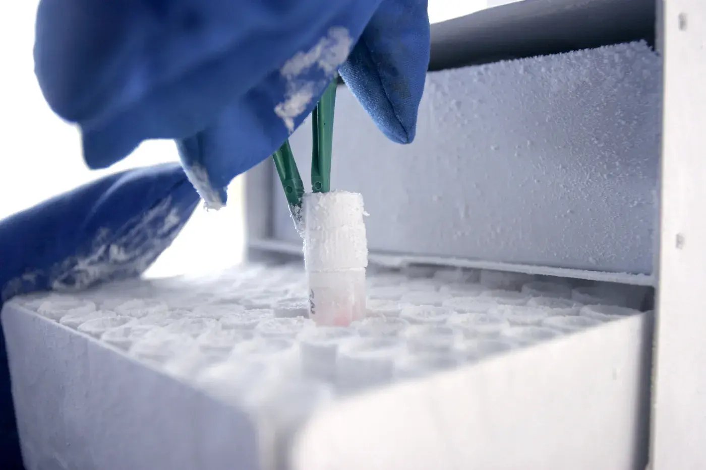 Gloved hands lifting a frozen sample vial from a cold storage rack