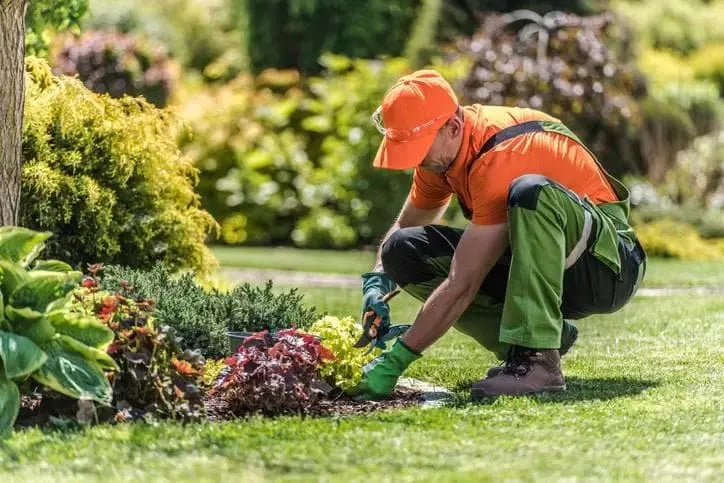 Gardener planting in a landscaped garden