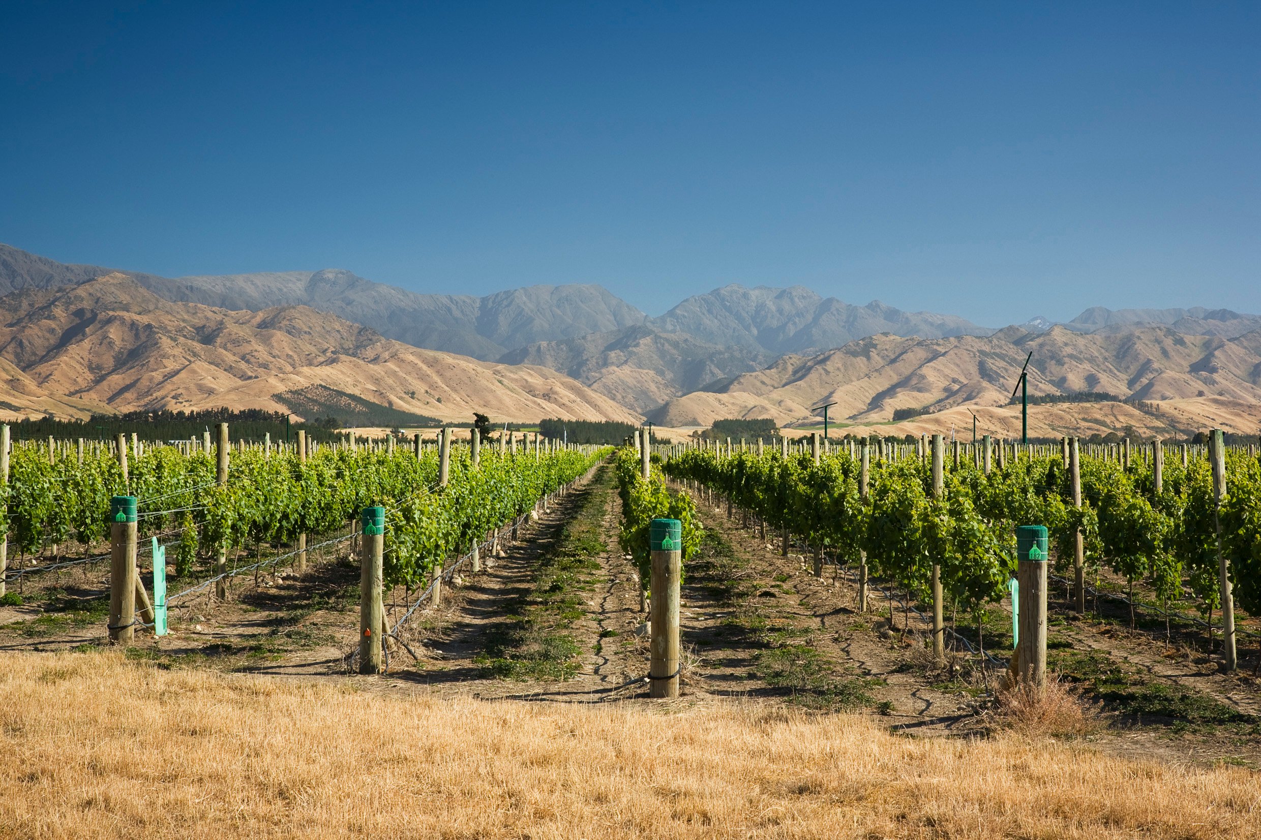 Marisco Vineyards
