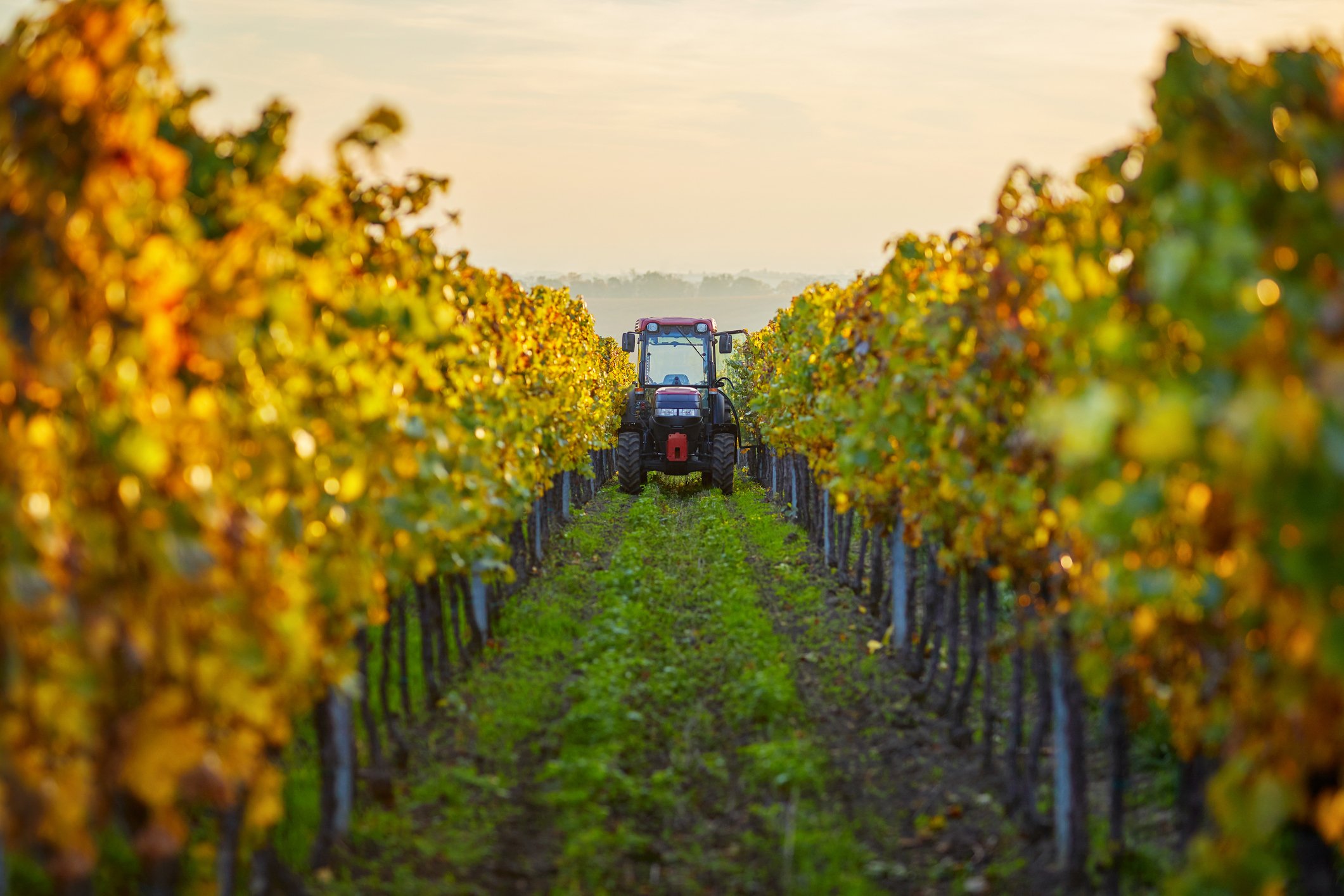 vineyard with tractor