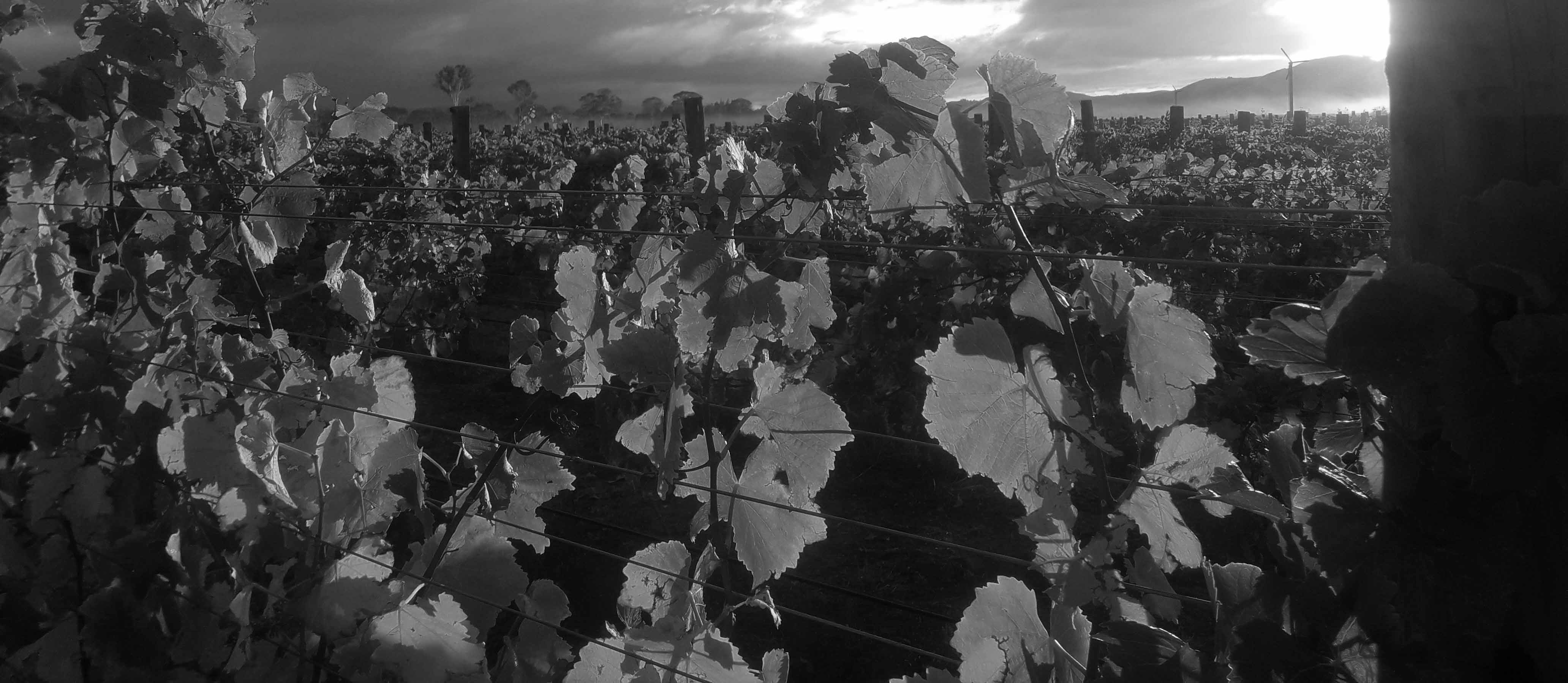 Marisco_vines_crop_BW