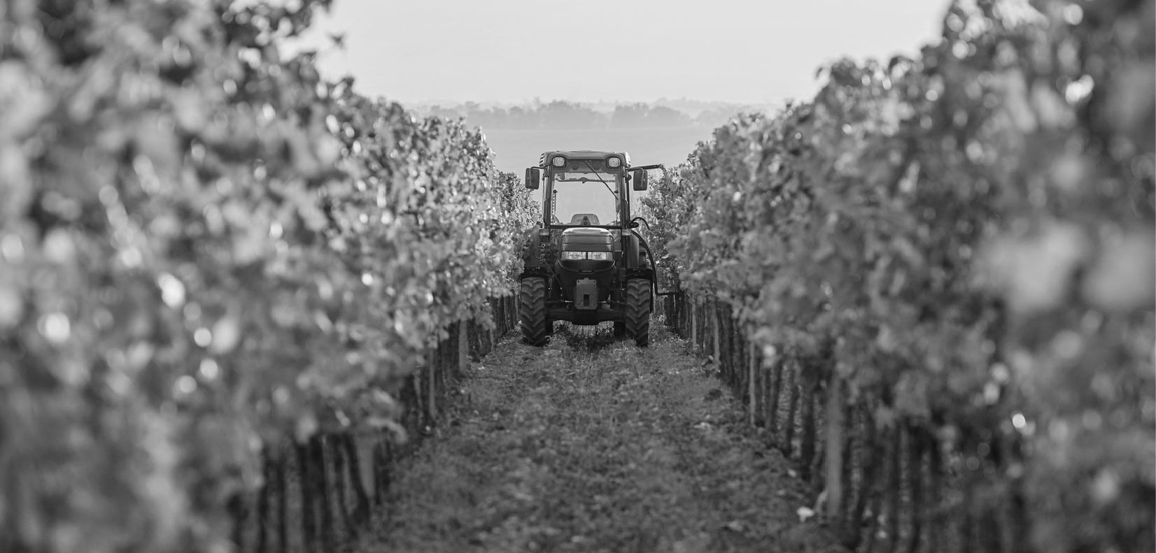 vineyard with tractor-bw